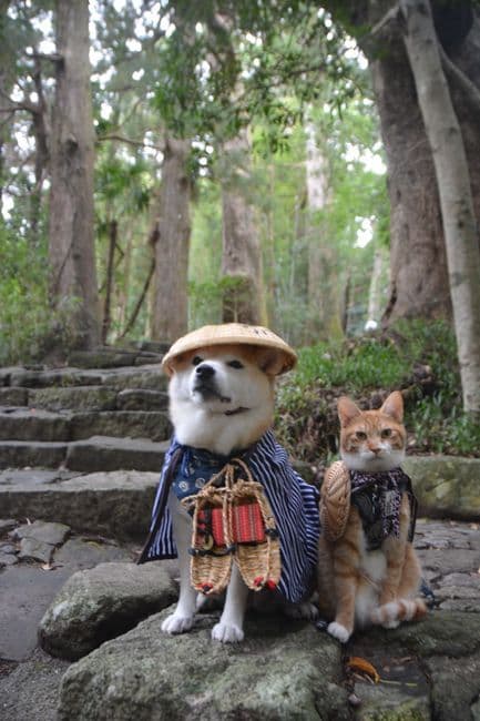 A ginger cat and a Shiba dog dressed as travellers with straw hats on a forest path