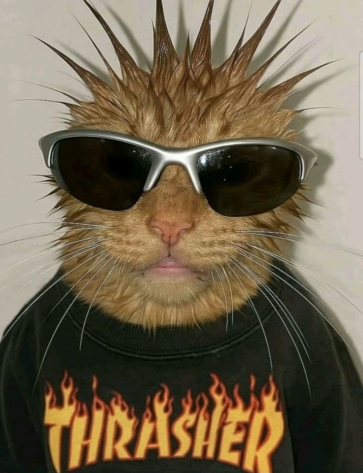 Amyth's avatar: an orange cat with spiky hair, sunglasses and a Thrasher sweatshirt